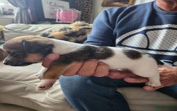 Jack Russell dogs for sale: 4 Beautiful Jack Russell puppies for sale - Image 4