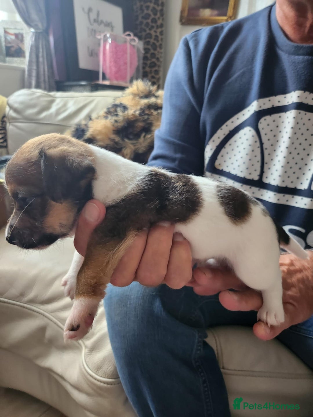 Jack Russell dogs for sale: 4 Beautiful Jack Russell puppies for sale - Image 4