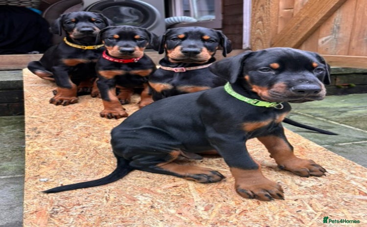 Dobermann dogs - Advert 1