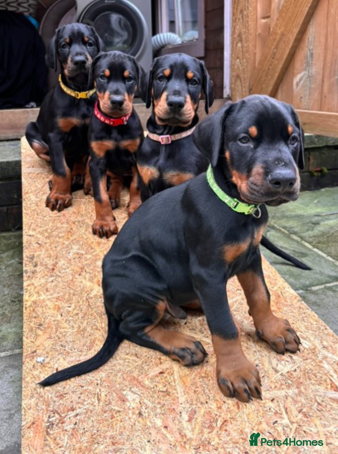 Dobermann dogs for sale: ⭐️ Pregnancy confirmed FULL EUROPEAN DOBERMANN ⭐️ - Image 18