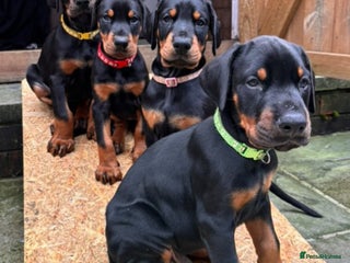 Dobermann dogs - Advert 33