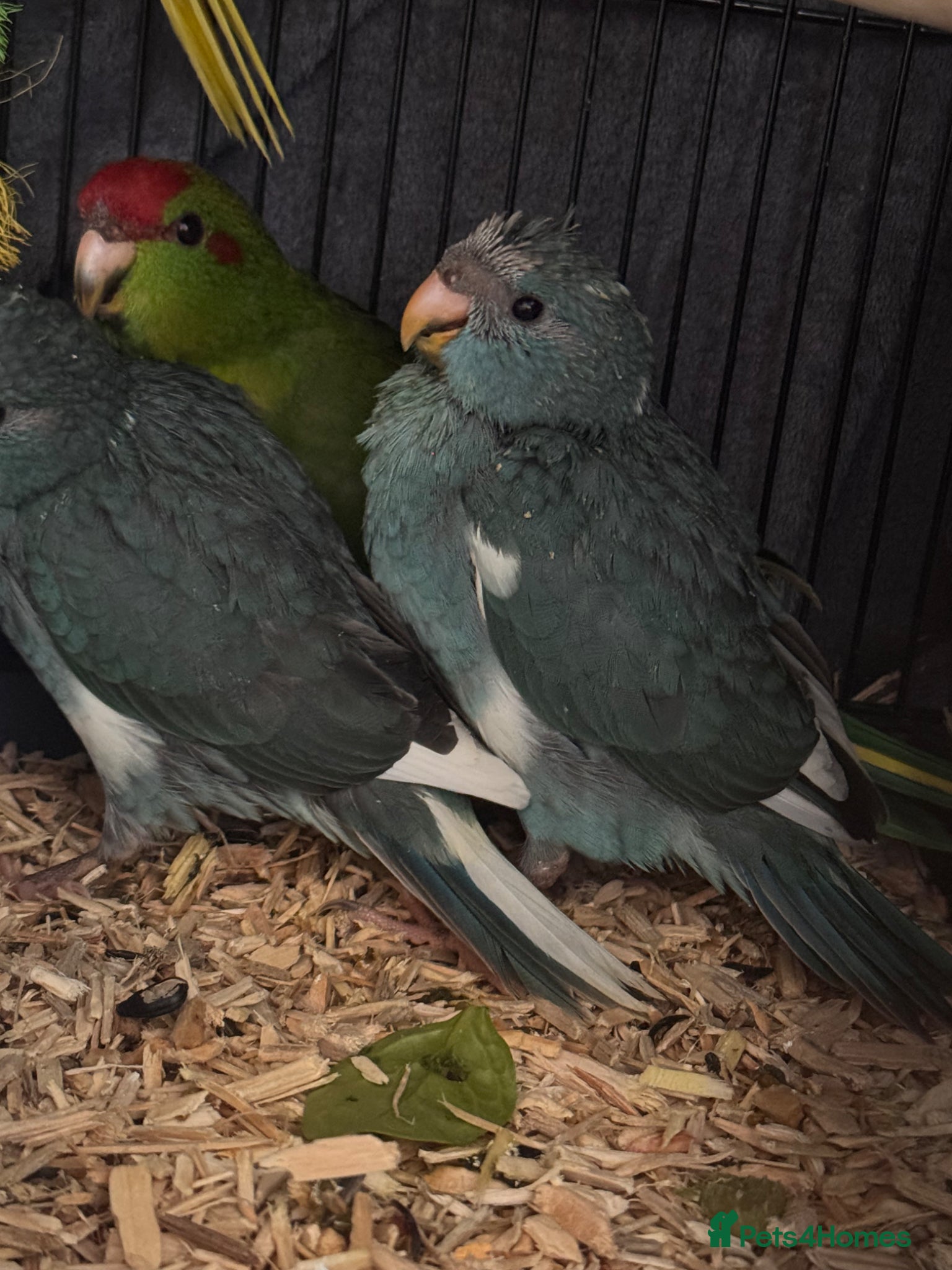 Parakeets birds Kakariki parakeets  - Advert 13
