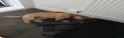 Cairn Terrier dogs for sale: One year five months cairn terrier  - Advert 5