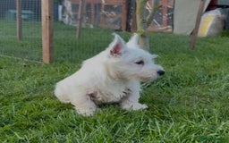 West Highland Terrier dogs for sale: West Highland Terrier pups Dad show lines - Image 7
