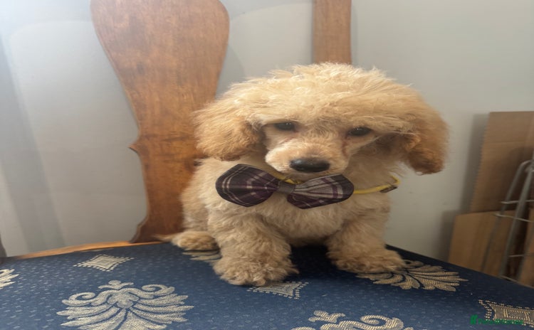 Toy Poodle dogs - Advert 11