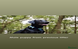 Labrador Retriever dogs for stud: 🌟 Kennel Club Registered Proven Labrador Stud 🌟 in Dundee - Image 21