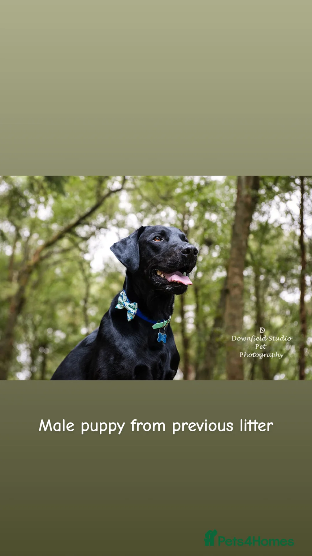 Labrador Retriever dogs for stud: 🌟 Kennel Club Registered Proven Labrador Stud 🌟 in Dundee - Advert 21