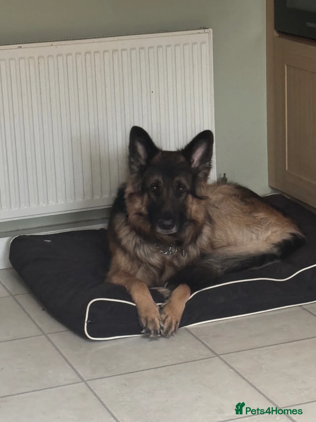 German Shepherd dogs for stud: Simba at stud in Castleford - Advert 2