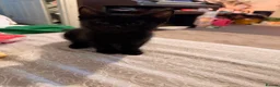 Mixed Breed cats for sale: 2 female kittens looking for forever homes  - Advert 7