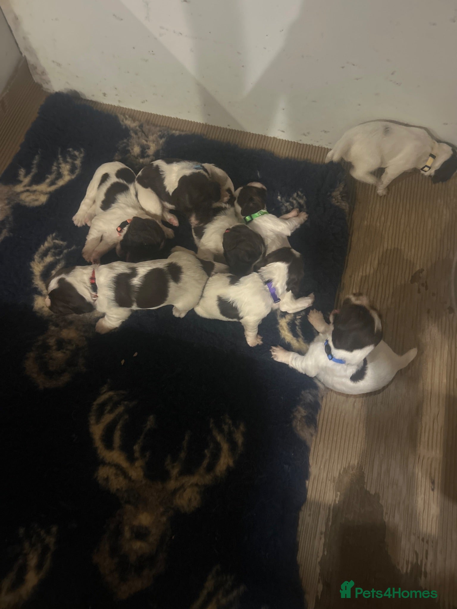 English Springer Spaniel dogs KC reg health tested English springer spaniel  - Advert 1
