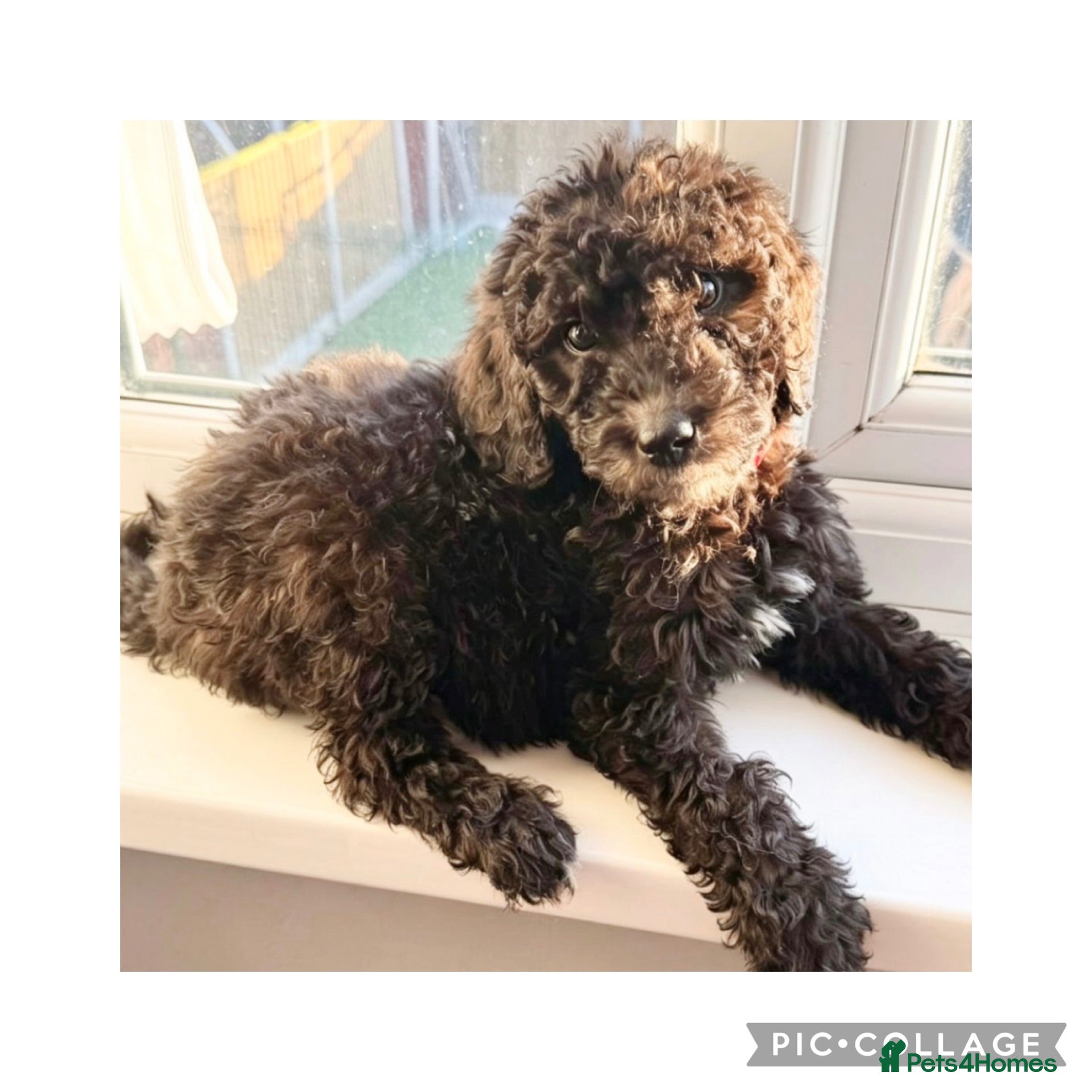 Labradoodle dogs Ready now rare silver f1bb standard labradoodles  - Advert 5
