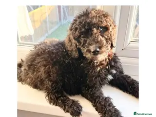 Labradoodle dogs Ready now rare silver f1bb standard labradoodles - Advert 5