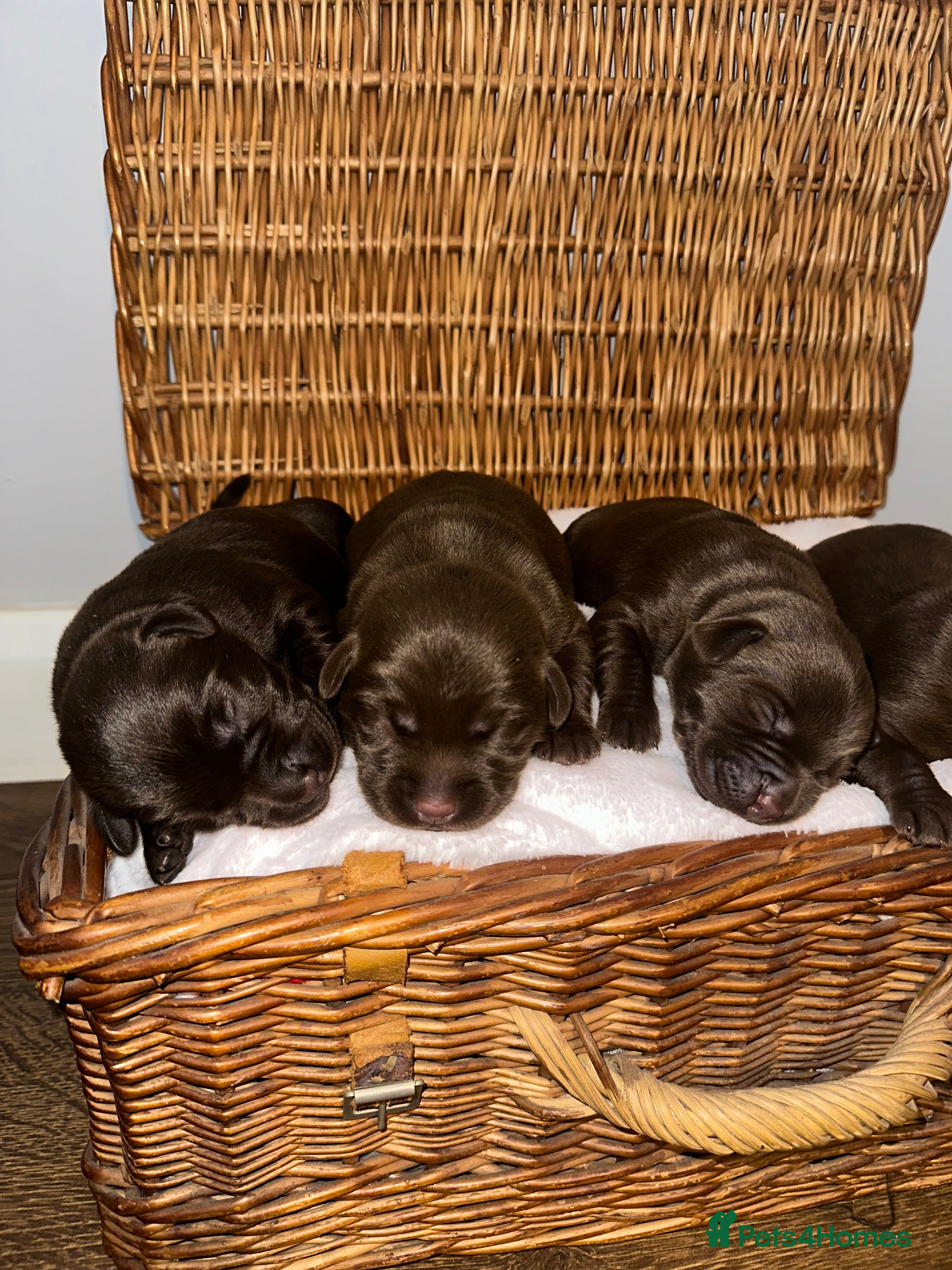 Labrador Retriever dogs 9 perfect Labrador puppies  - Advert 1