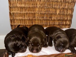 Labrador Retriever dogs 9 perfect Labrador puppies - Advert 1