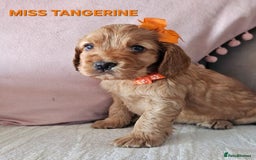Cocker Spaniel dogs for sale: Stunning! Golden Kc Show Type Cocker Spaniels. - Advert 6