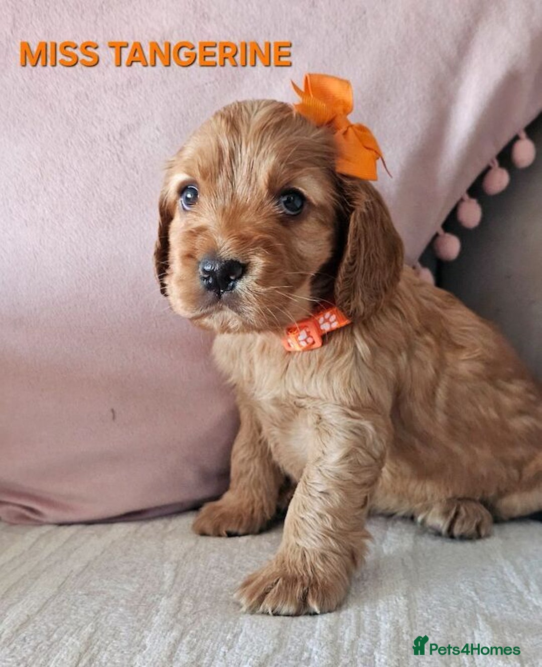 Cocker Spaniel dogs for sale: Stunning! Golden Kc Show Type Cocker Spaniels. - Advert 6
