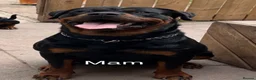 Rottweiler dogs for sale: ⭐️ KC registered Rottweiler puppies ⭐️ - Advert 7