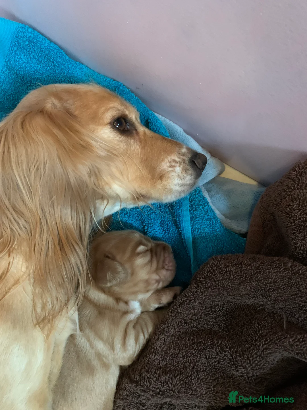 Cocker Spaniel dogs for sale: Working Cocker Spaniel Puppies  - Advert 15