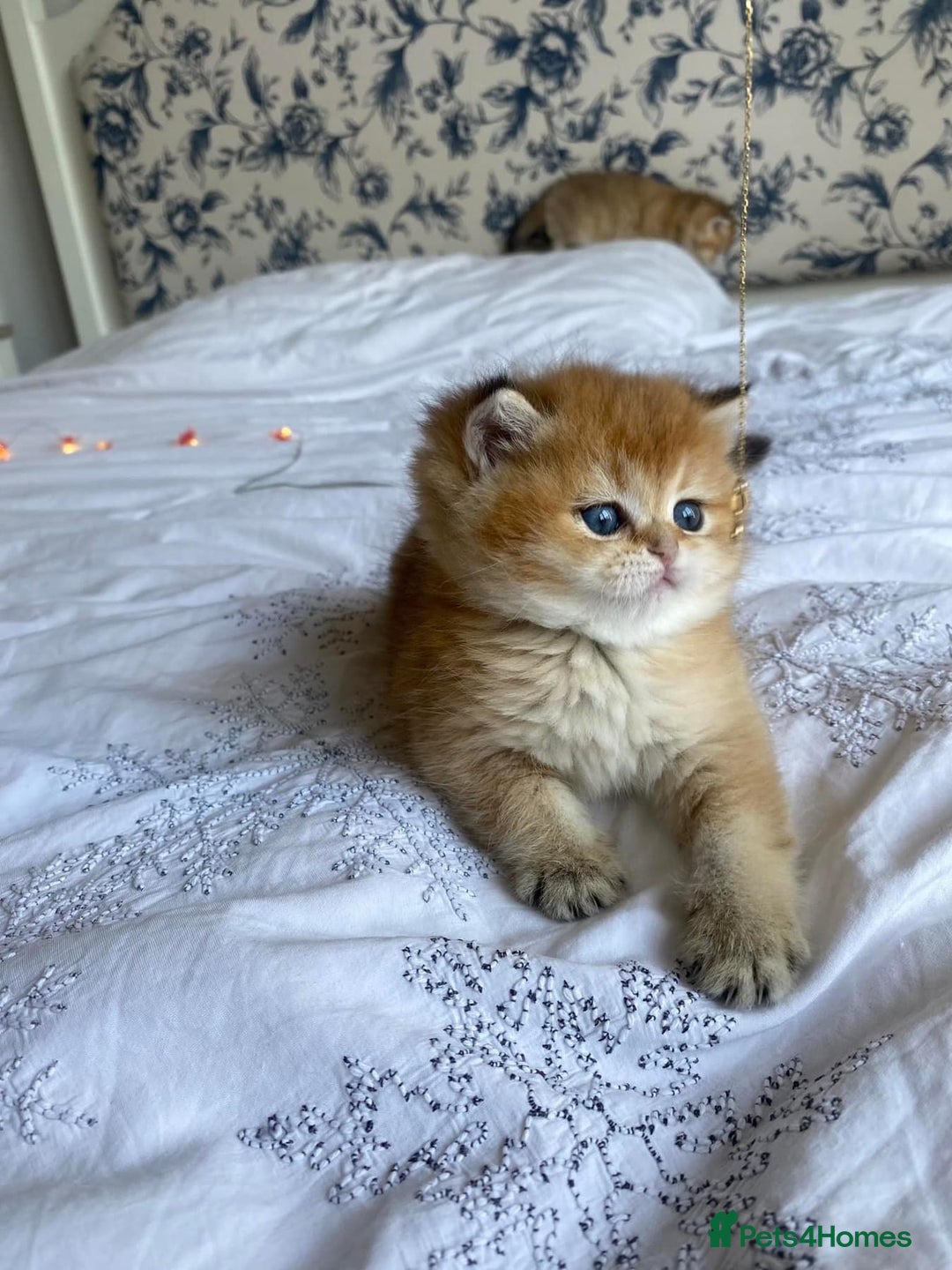British Shorthair cats for sale: 🔥Champion Line Golden British Shorthair Kittens🔥 - Image 6