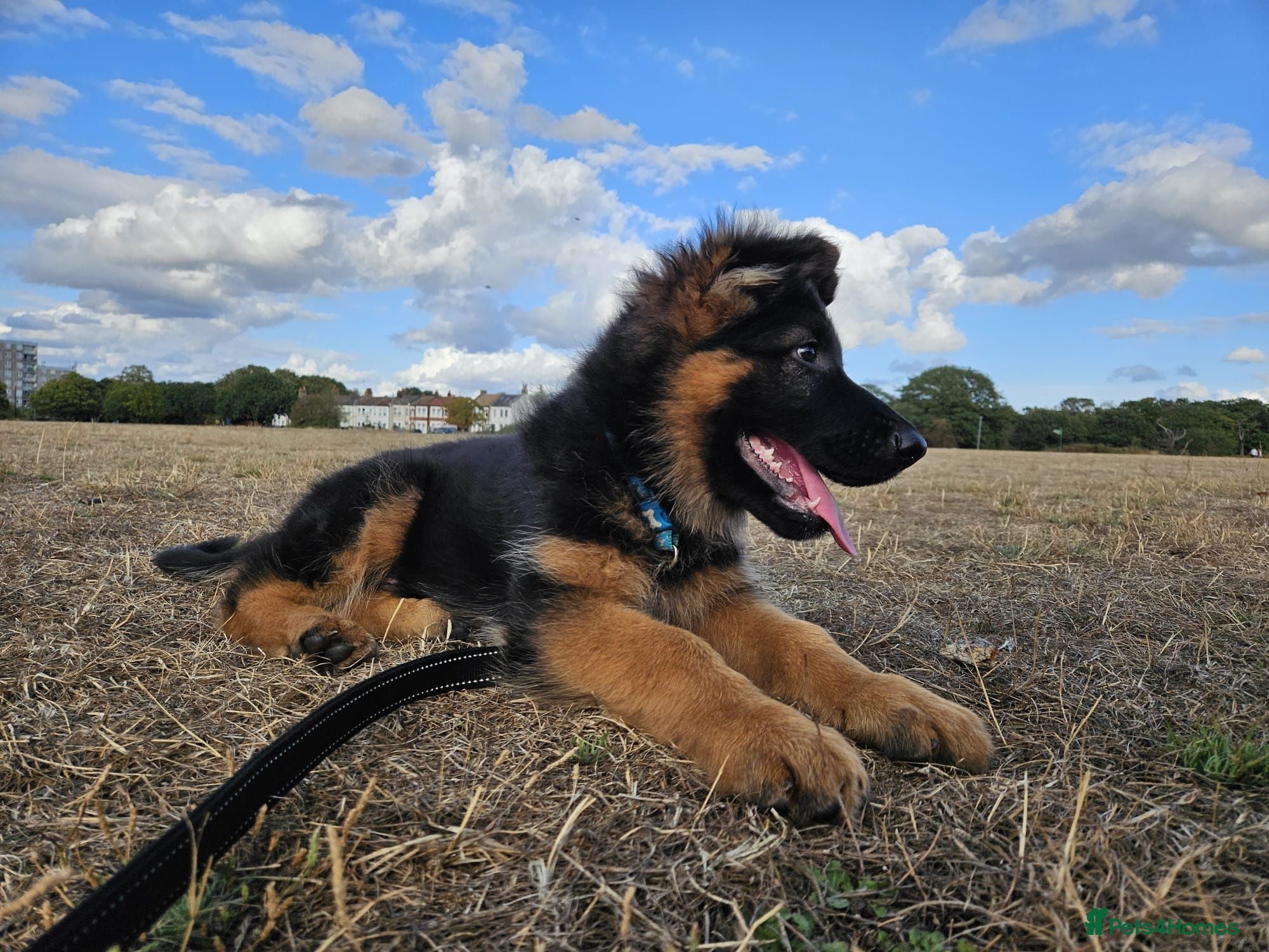 German Shepherd dogs KC German Shepherd puppies  - Advert 2