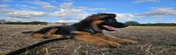German Shepherd dogs for sale: KC German Shepherd puppies  - Advert 2