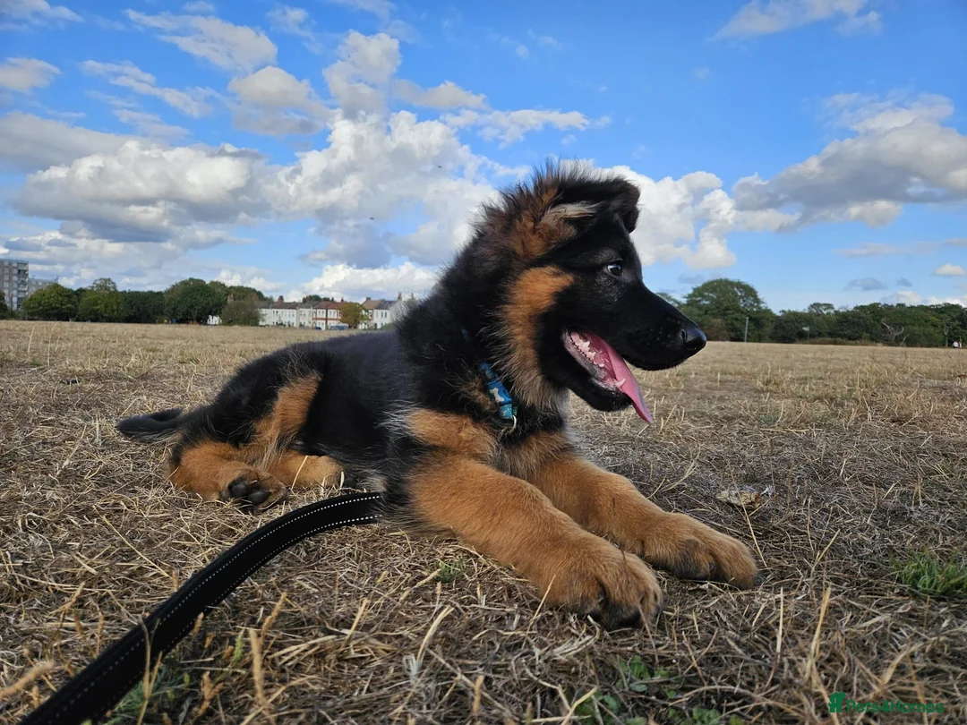 German Shepherd dogs for sale: KC German Shepherd puppies  - Advert 2