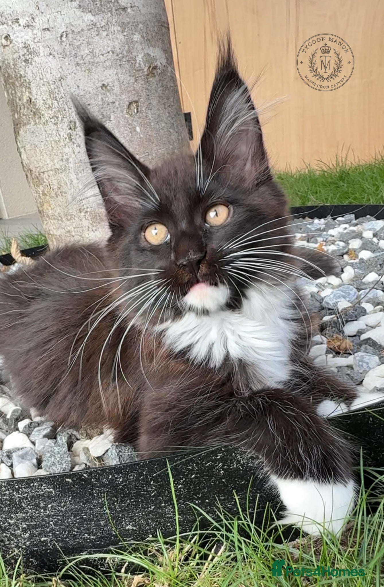 Maine Coon cats Russian Bloodline TICA Polydactyl Maine Coon Girl - Advert 1