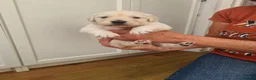 Golden Retriever dogs for sale: Stunning KC registered cream golden retrievers - Advert 5