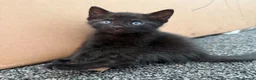 Bombay cats for sale: Beautiful Bombay x BSH Tuxedo Kittens in Bury - Advert 18