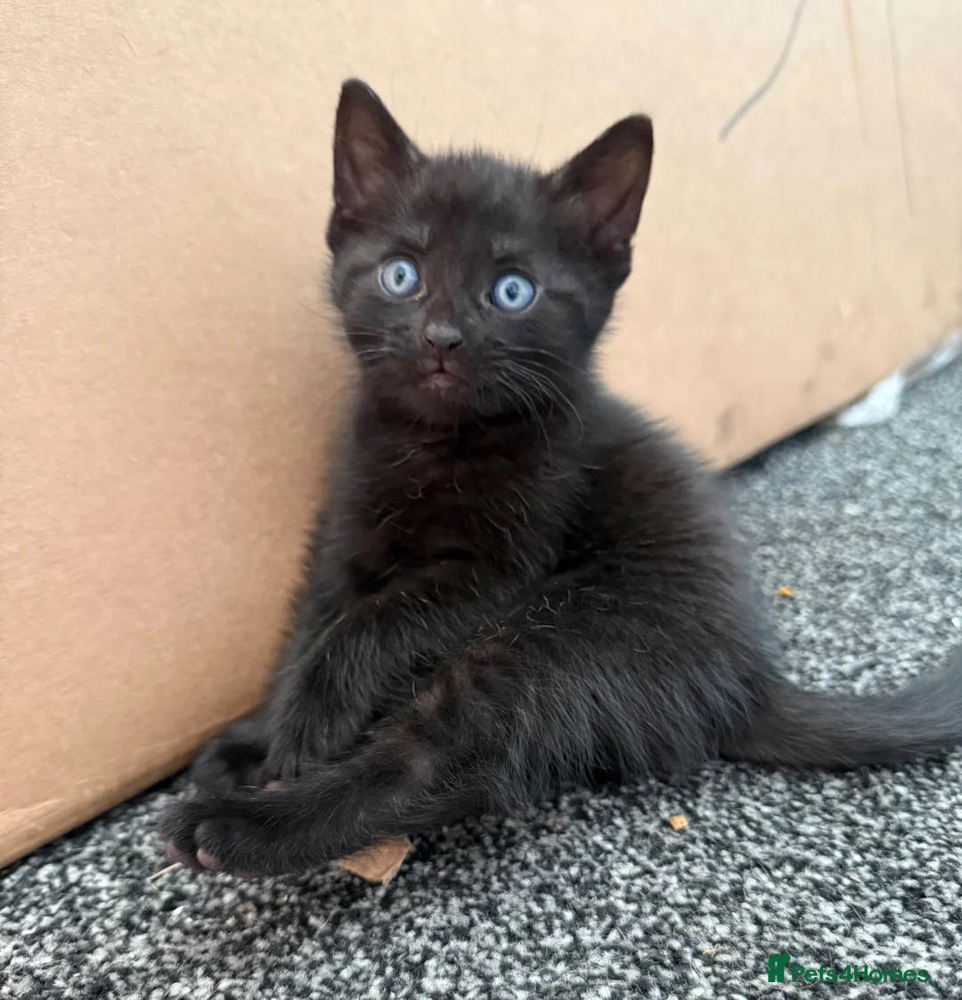 Bombay cats for sale: Beautiful Bombay x BSH Tuxedo Kittens in Bury - Advert 18