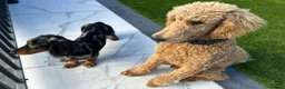 Miniature Dachshund dogs for stud: ✨BEETLEJUICE✨ MINI LONG HAIRED ✨KC - Advert 7