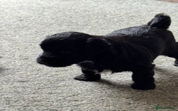 Shihpoo dogs for sale: 4 shihpoo males  in Telford - Image 20