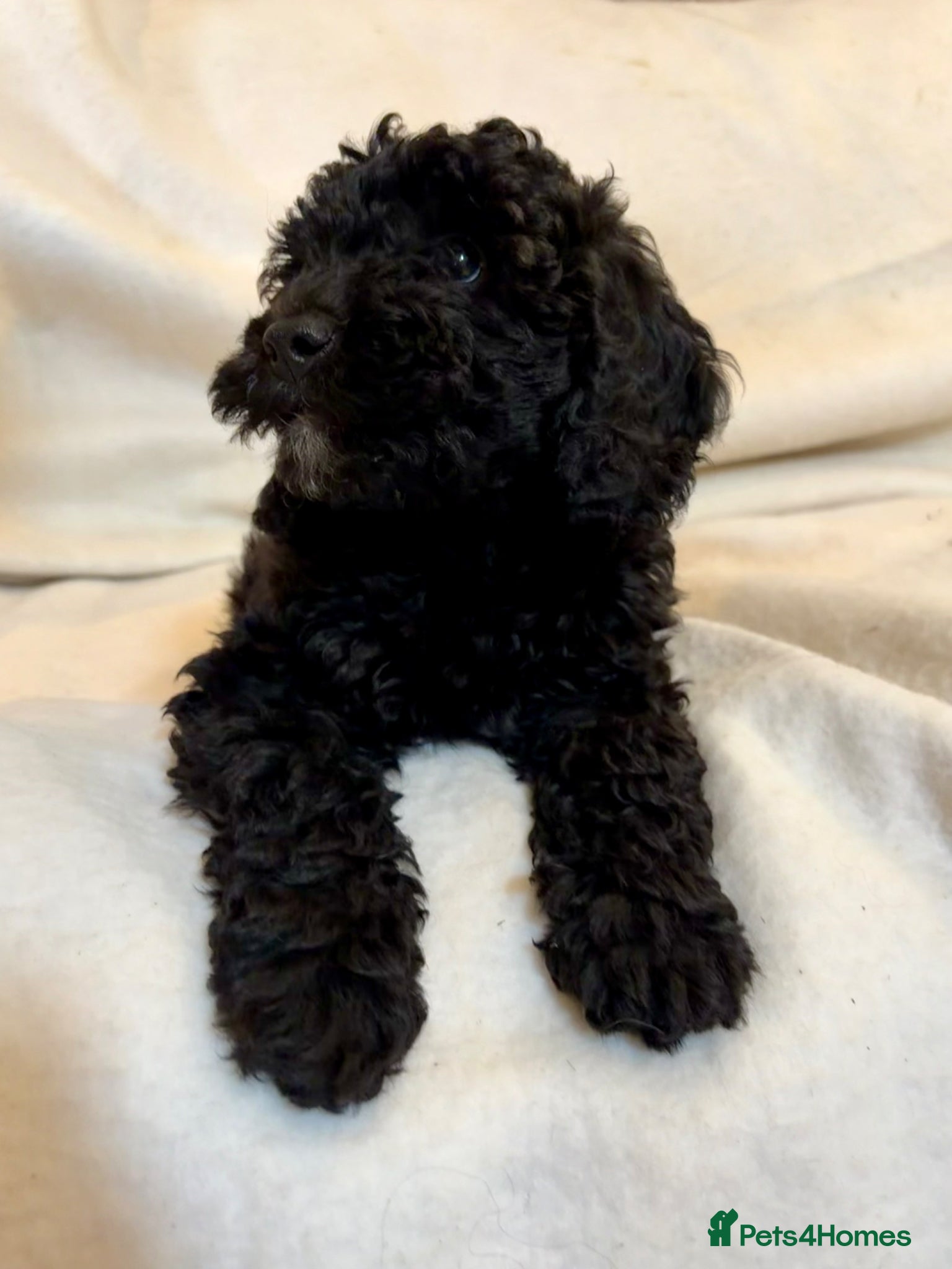 Cockapoo dogs Beautiful F1B cockapoo's - READY NOW - Advert 1