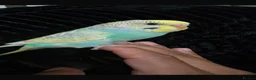 Budgerigars birds for sale: Hand tamed baby budgies for sale  - Advert 11