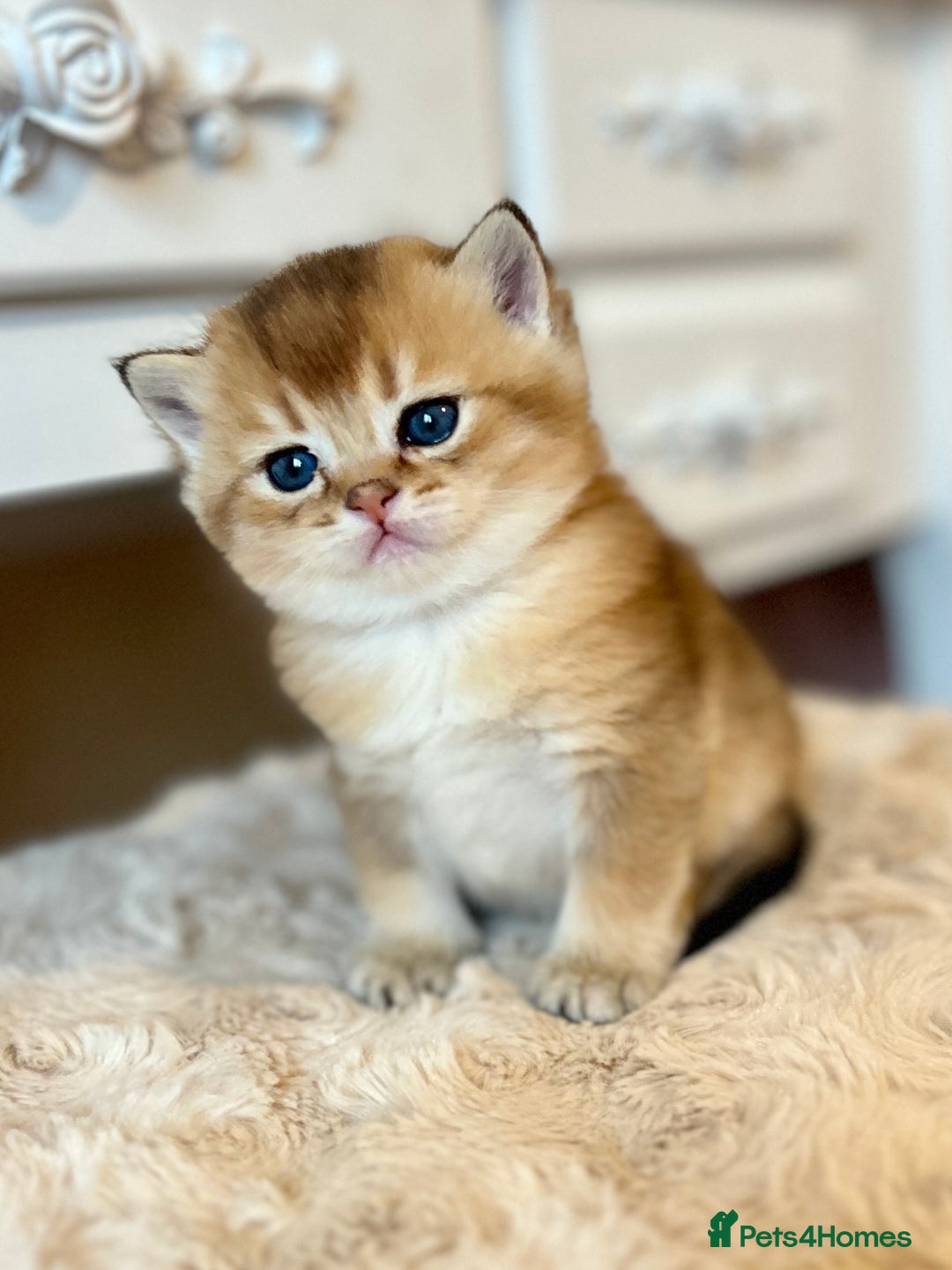 British Shorthair cats for sale: Stunning litter of 6 nuggets! - Advert 4