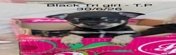 Chihuahua dogs for sale: Beautiful Pedigree Chihuahua Puppies,2 Boys2 Girls - Advert 12