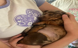 Dachshund dogs for sale: 3 male 2 female dashound puppies ready to go. - Image 10