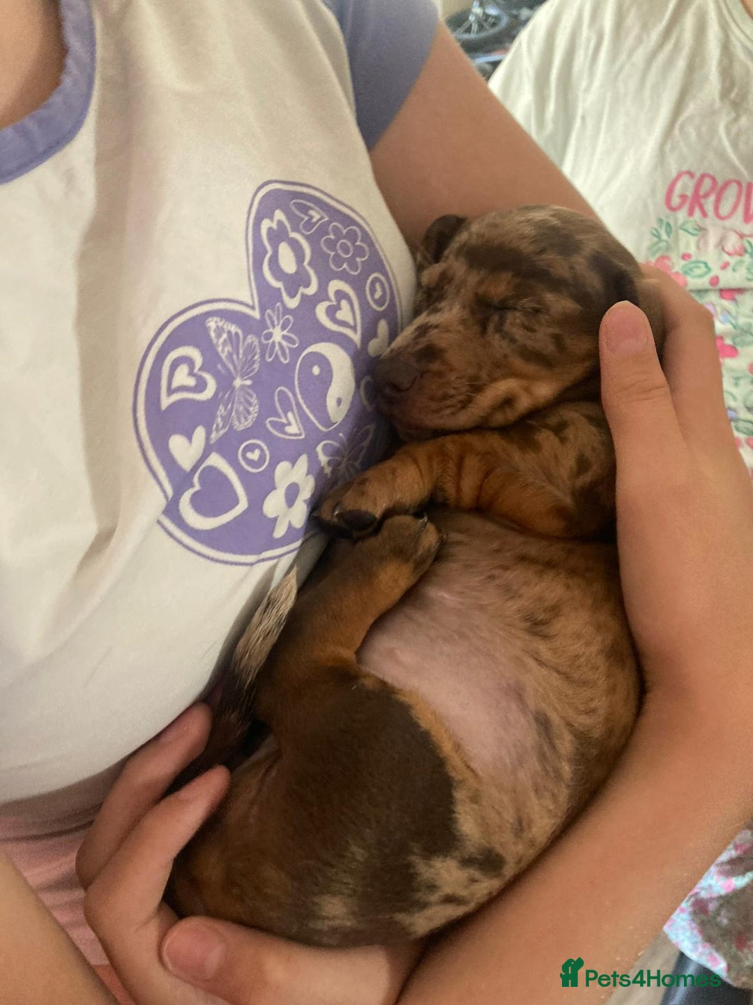 Dachshund dogs for sale: 3 male 2 female dashound puppies ready to go. - Image 10