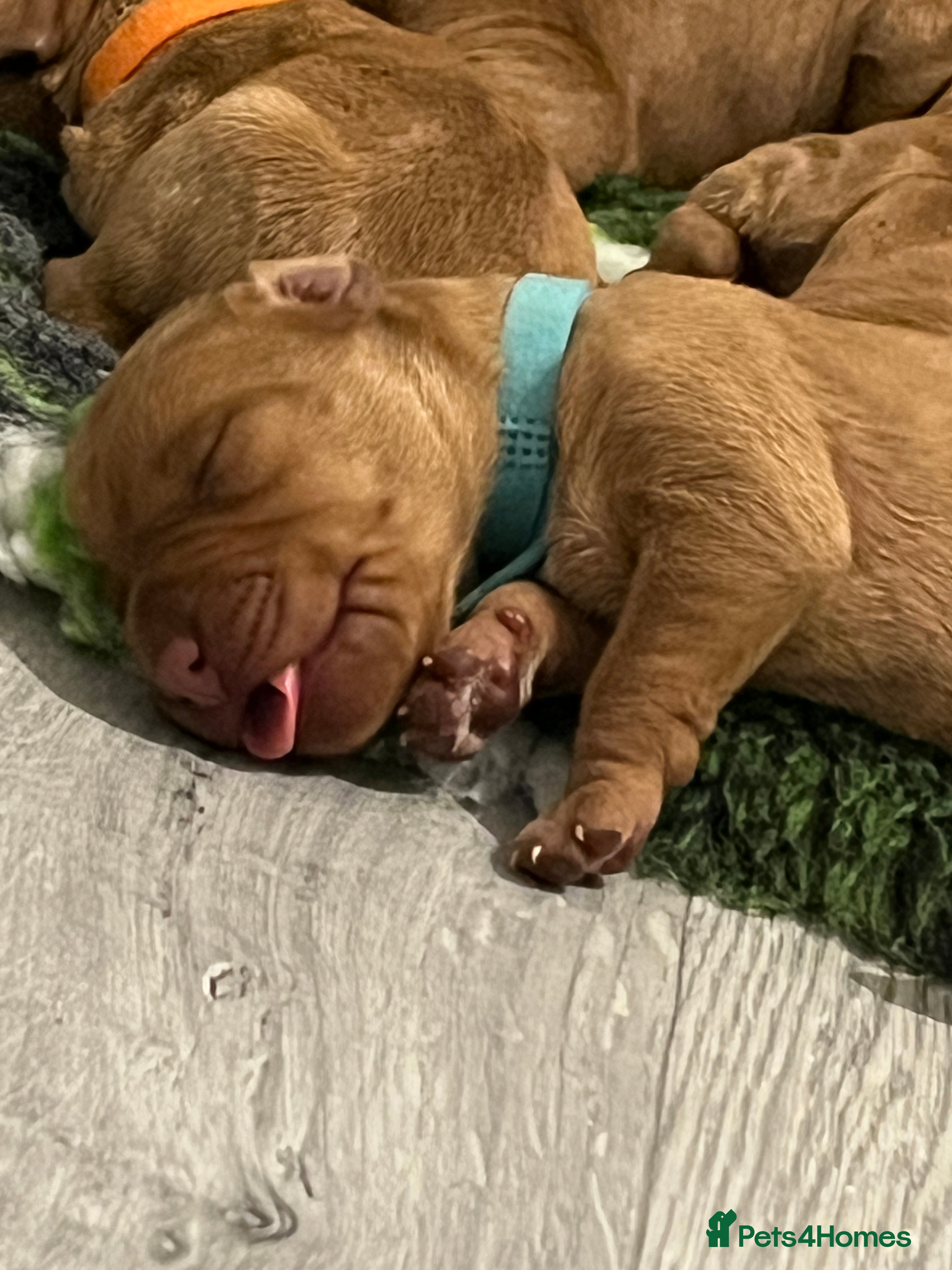 Hungarian Vizsla dogs Wirehaired Hungarian Viszla, KC registered. - Advert 1