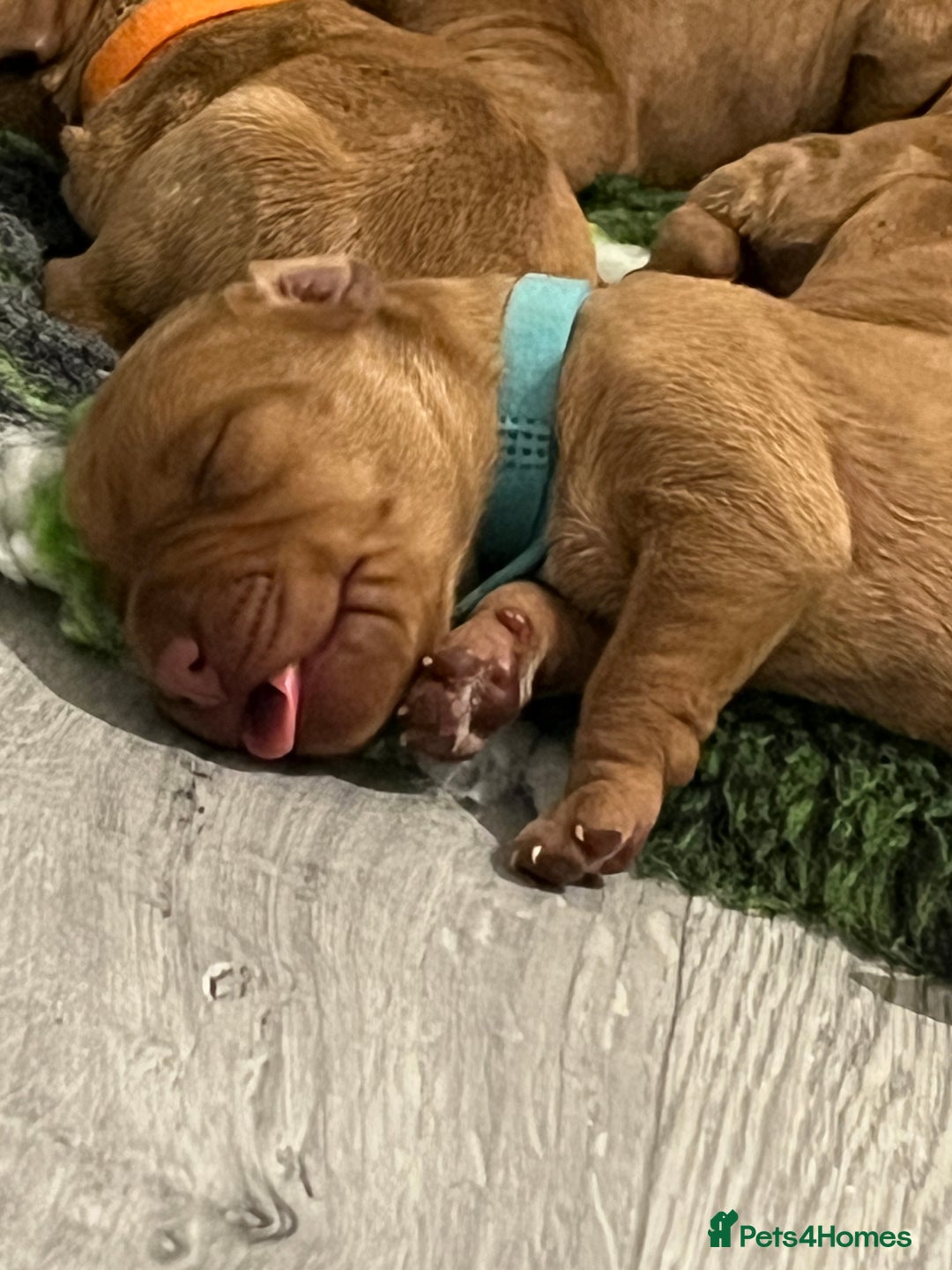 Hungarian Vizsla dogs for sale: Wirehaired Hungarian Viszla, KC registered. - Advert 3