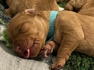 Hungarian Vizsla dogs Wirehaired Hungarian Viszla, KC registered. - Advert 5