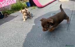 Jack Russell dogs for sale: 🐾 Adorable Jack Russell Puppies for Sale! 🐾 - Image 10