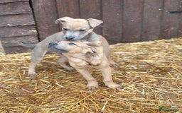 Mixed Breed dogs for sale: Puppies  - Image 4