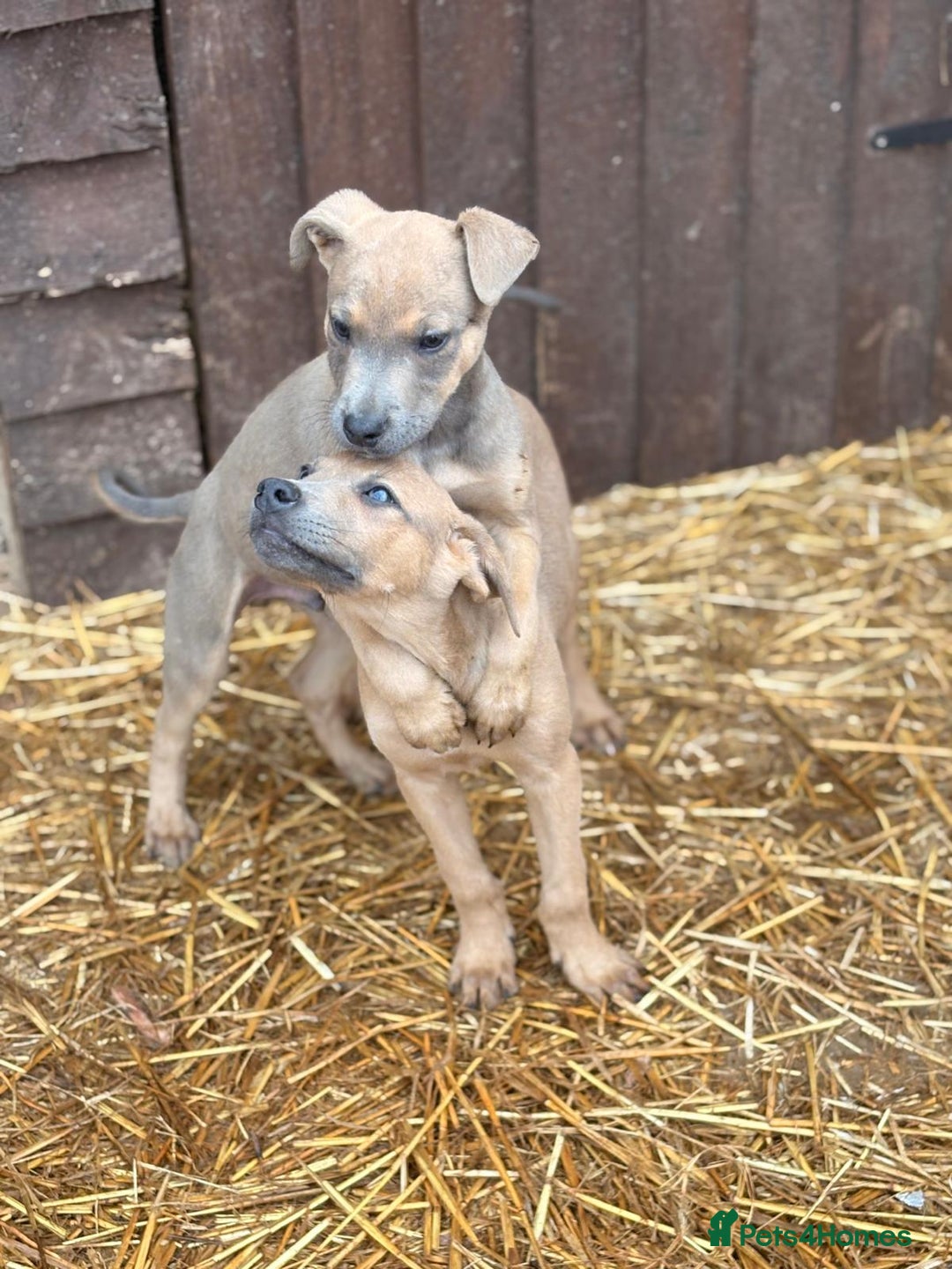 Mixed Breed dogs for sale: Puppies  - Image 4