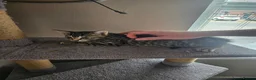 Mixed Breed cats for sale: 2 kittens for sale 1 male and 1 female in Tadley - Advert 7