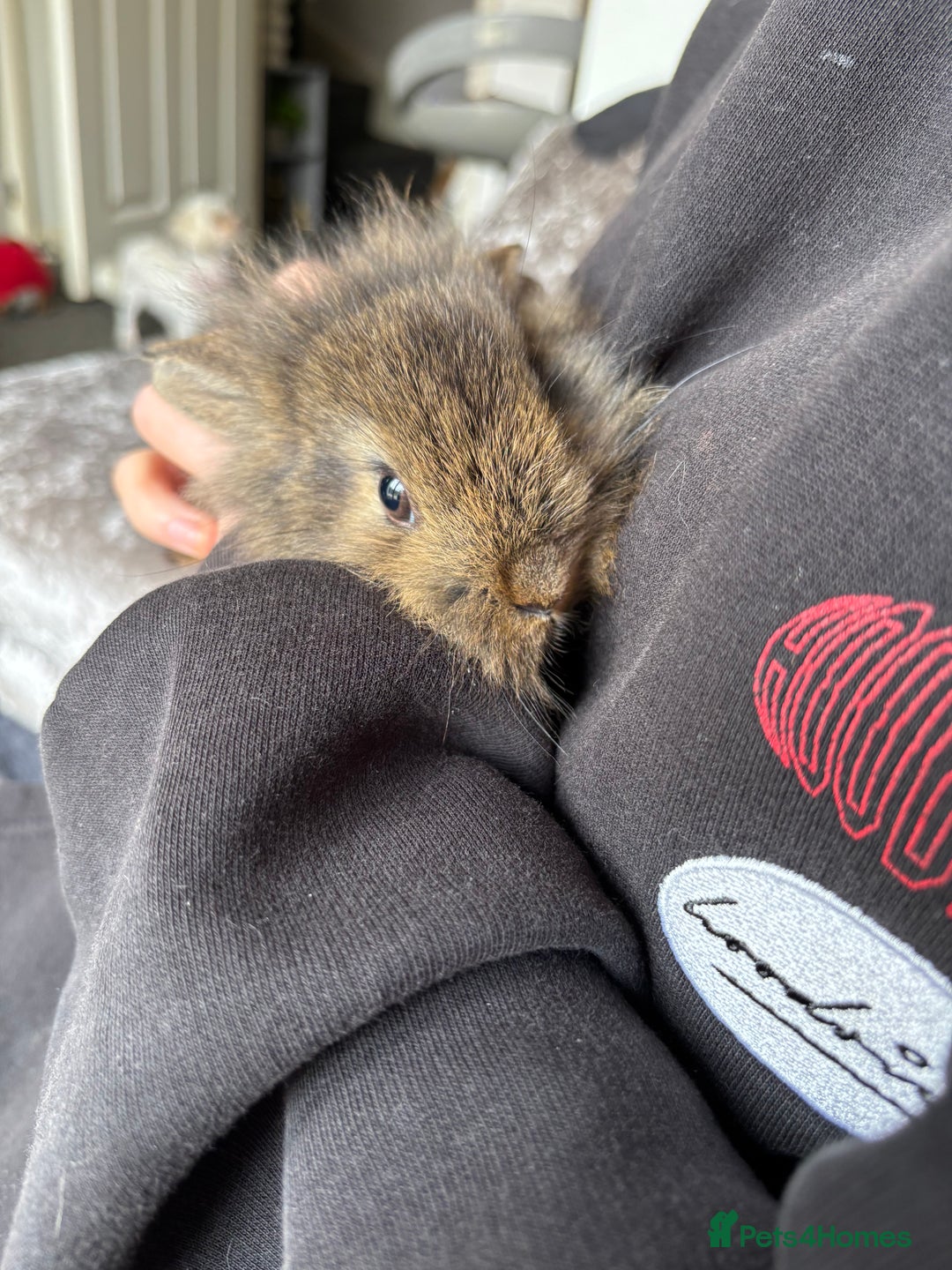 Mixed Breed rabbits for sale: Bunnies for sale  - Image 15