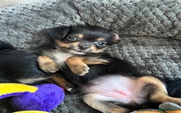 Chorkie dogs for sale: Chorkie pups - Image 1