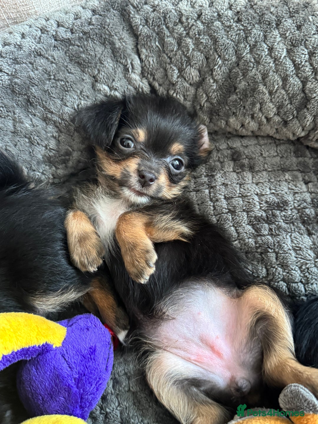 Chorkie dogs for sale: Chorkie pups - Image 1