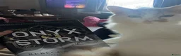 Mixed Breed cats for sale: Dorito  in Bishop Auckland - Advert 1