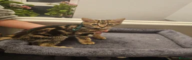 American Shorthair Kitten 1